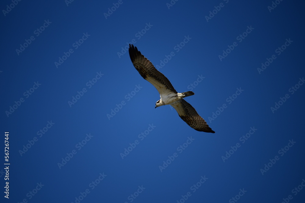 Obraz premium Osprey in Flight