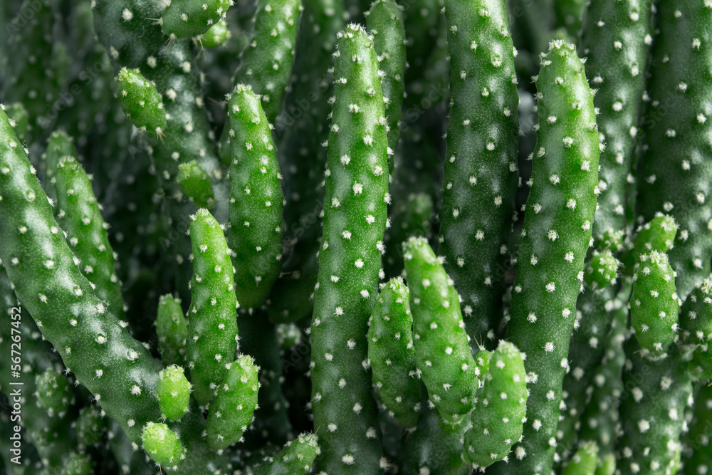 Cactus houseplant closeup Cactus houseplant closeup