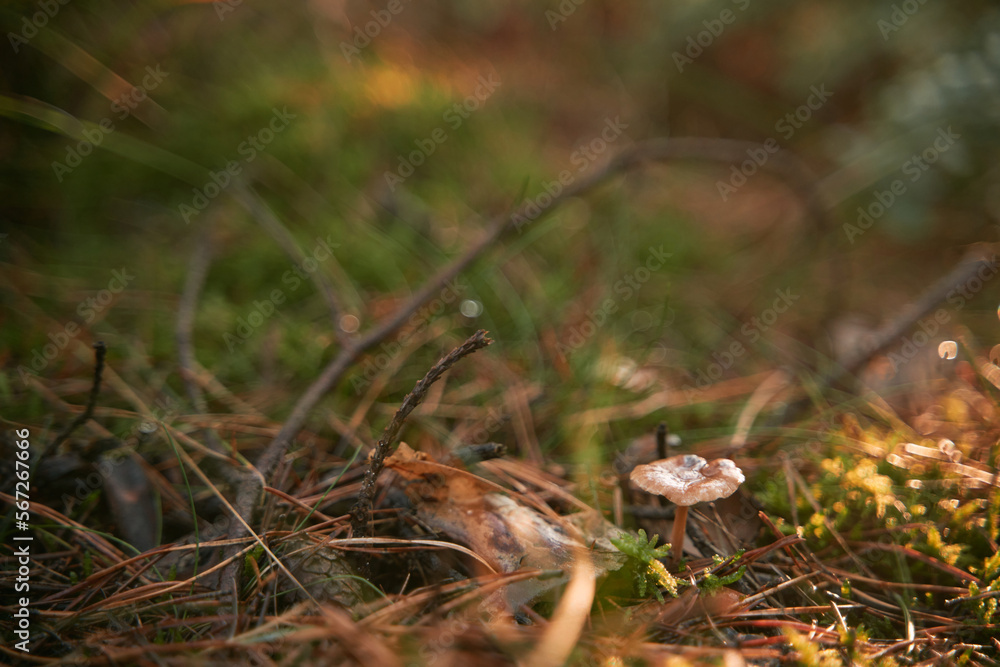 Macro shot of wet mushroom shining on the sun. Close-up of a mushroom growing in the woods. Macro shot of wet mushroom shining on the sun. Close-up of a mushroom growing in the woods.