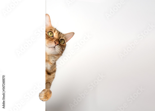 Photography Funny cat peeks out from behind the wall.