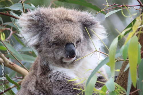 Koala (Phascolarctos cinereus), Phillip Island, Victoria, Australia.