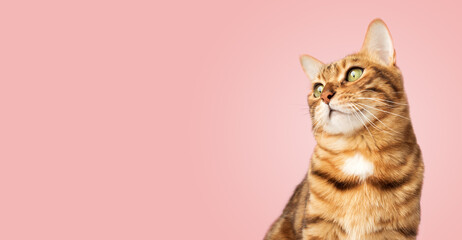 Portrait of a Bengal cat on a pink background.