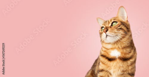 Fototapete Portrait of a Bengal cat on a pink background.