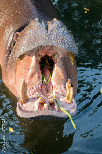 Hippopotamus stands in water with plant in his open mouth
