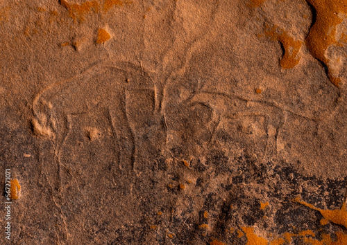 Rock carvings depicting gazelles, Tassili N'Ajjer National Park, Tadrart Rouge, Algeria