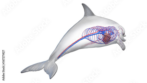 3D rendered illustration of a dolphin's cardiovascular system