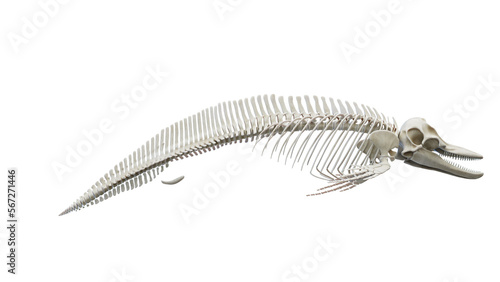 3D rendered illustration of a dolphin's skeletal system