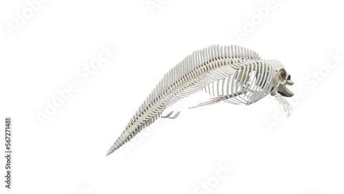 3D rendered illustration of a dolphin's skeletal system