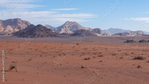 A camel walking through the vast wilderness of Wadi Rum desert landscape with red sandy, mountainous terrain in Jordan