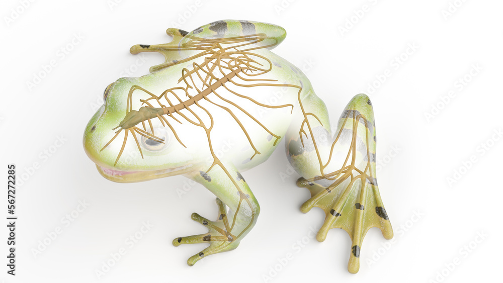 Fototapeta premium 3D rendered illustration of a frog's nervous system