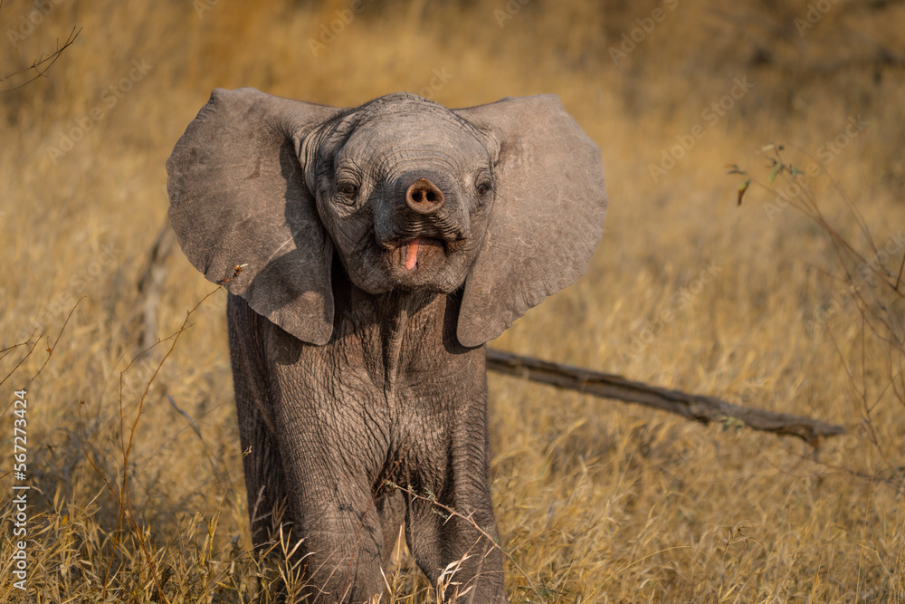 Little baby African elephant pointing its trunk towards you. dry grass in the background, Greater Kruger - obrazy, fototapety, plakaty 