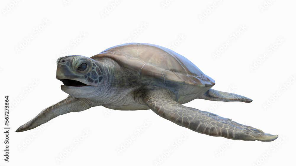 Obraz premium 3D rendered illustration of a sea turtle