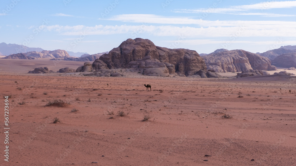 Camels walking through hot, dry and mountainous terrain of Arabian Wadi Rum desert in Jordan