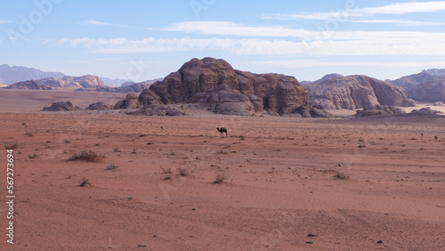 Camels walking through hot  dry and mountainous terrain of Arabian Wadi Rum desert in Jordan