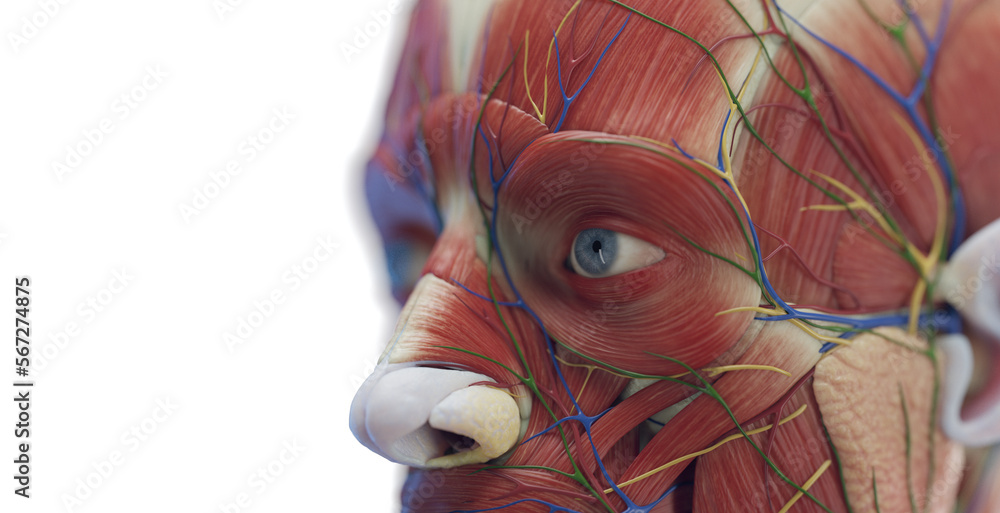 3d rendered medical illustration of a man's facial muscles - obrazy, fototapety, plakaty 