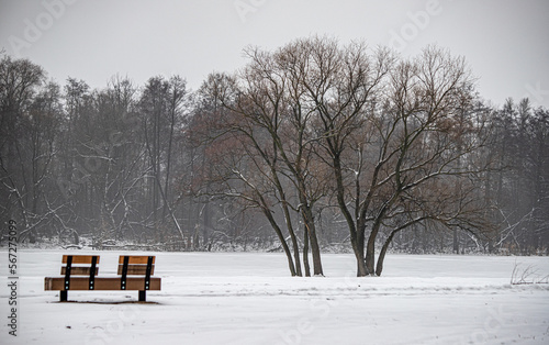 winter landscape in the park