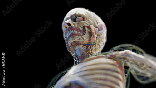 3d rendered medical illustration of a man's head and chest organs