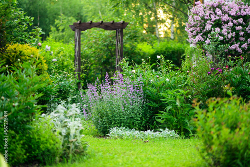 spring in cottage english garden. Blooming syringa meyeri Palibin, wooden archway, catnip (nepeta) and stachys. Blue and lilac colours.