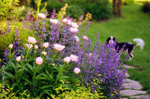 Fototapeta Naklejka Na Ścianę i Meble -  perennial flowers in summer - catmint (nepeta) and peony blooming together. Beautiful plants combination for english private garden, companion plants in landscape design