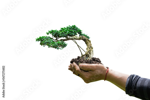 Hand holding bonsai tree isolated on transparent background - PNG format. photo