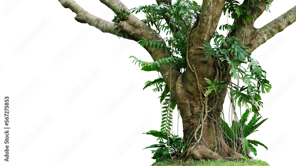 Jungle tree trunk with climbing Monstera (Monstera deliciosa), bird’s