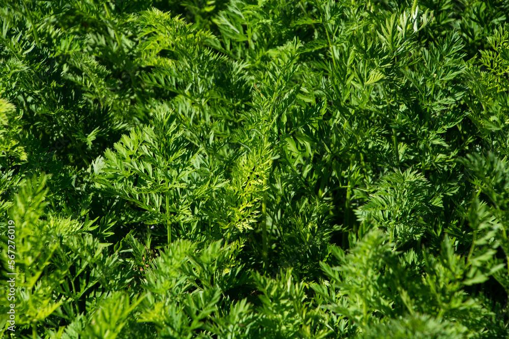 parsley curly background theme for healthy eating