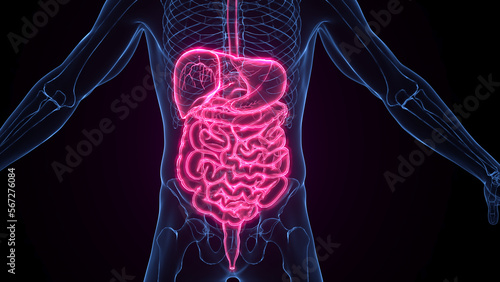 3d medical illustration of a man's digestive system photo