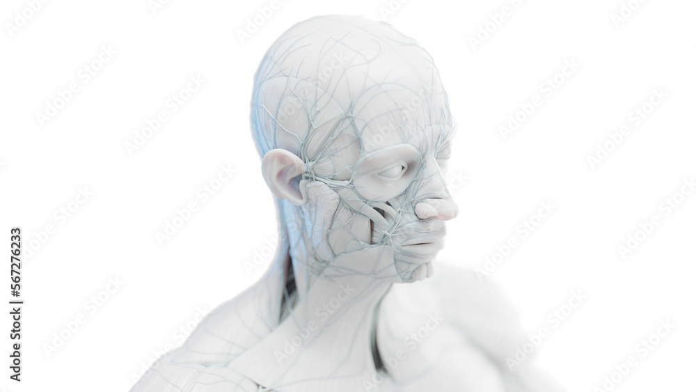 3d rendered medical illustration of a man's head and torso muscles 3d rendered medical illustration of a man's head and torso muscles