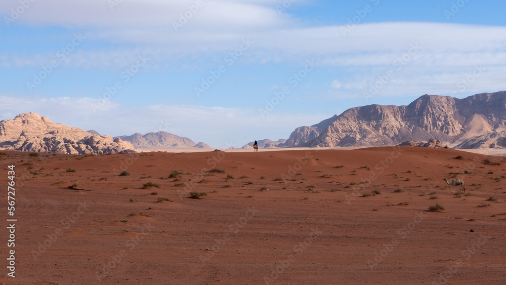 Fototapeta premium Bedouin person riding a camel in the vast wilderness of Arabian Wadi Rum desert with red sandy terrain and rugged mountains in the distance, Jordan, Middle East