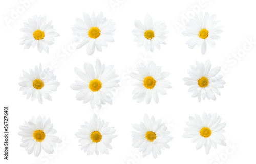 Set of Beautiful white Daisy, Marguerite, chamomile isolated on white background with including clipping path. Full Depth of field, Full, Depth of field, Focus, stacking, dof. PNG © uv_group