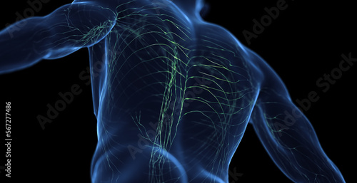 3d medical illustration of a man's lymphatic system