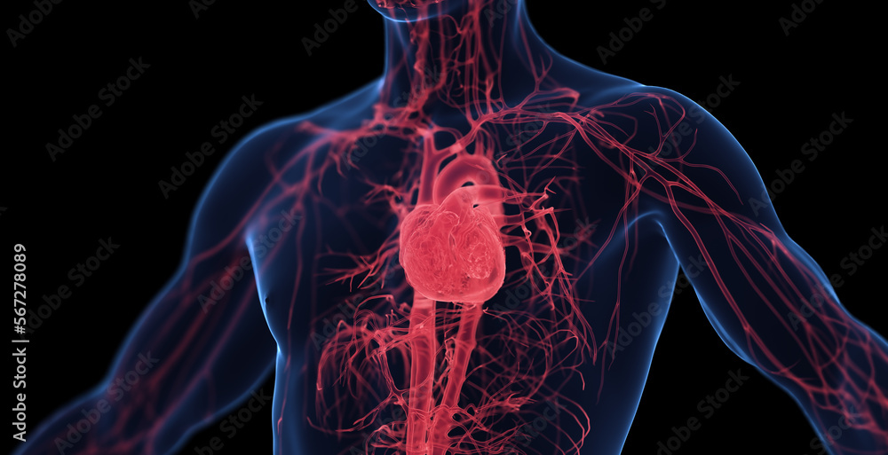 3d medical illustration of a man's cardiovascular system - obrazy, fototapety, plakaty 