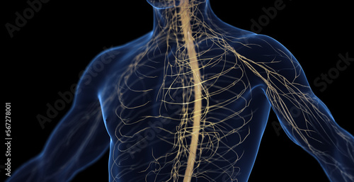 3d medical illustration of a man's nervous system