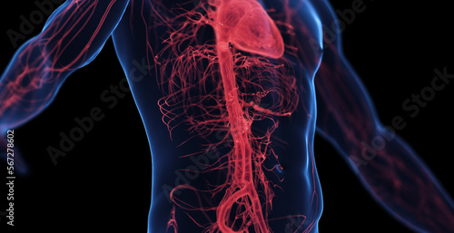 3d medical illustration of a man's abdominal cardiovascular system