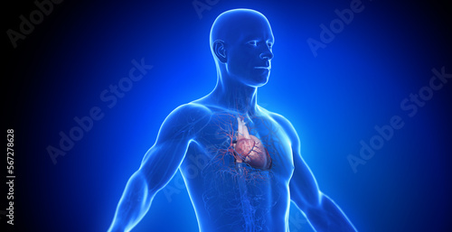 Canvastavla 3d rendered medical illustration of a man's heart