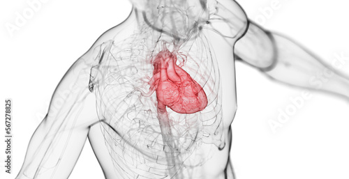 3d rendered medical illustration of a man's heart photo