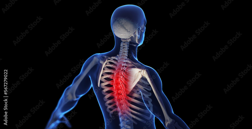 3d medical illustration of a man's thoracic spine Stock Illustration ...