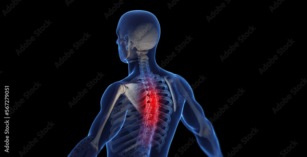 3d medical illustration of a man's thoracic spine 3d medical illustration of a man's thoracic spine