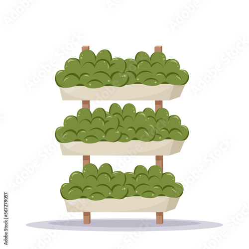 Home plant in the minimalistic pot on the wooden shelves. Home decor and gardening concept. Cute isolated vector illustration for product design and decoration