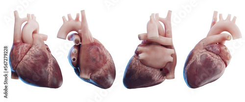 3d medical illustration of the human heart