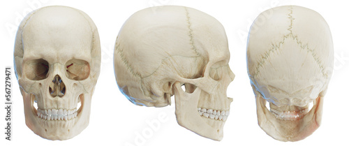 3d medical illustration of the human skull