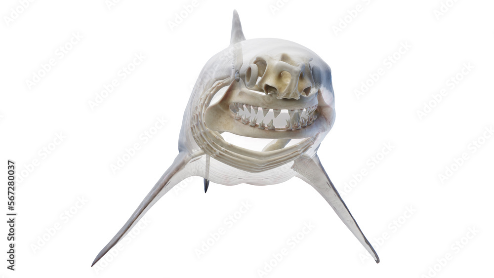 Fototapeta premium 3D rendered illustration of a shark's skeletal system