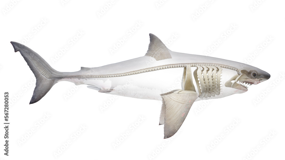 Naklejka premium 3D rendered illustration of a shark's skeletal system