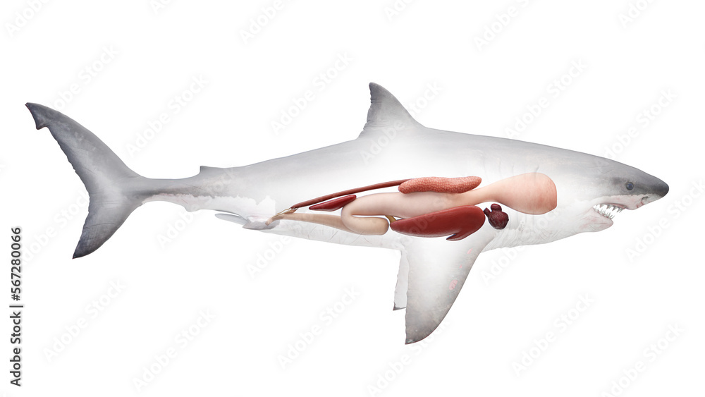 3D rendered illustration of a shark's internal organs