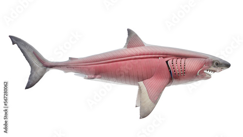 3D rendered illustration of a shark's muscular system photo