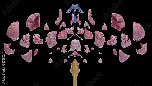 Photography 3d medical illustration of the human brain