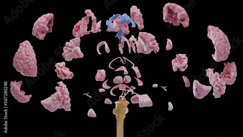 Εκτύπωση καμβά 3d medical illustration of the human brain