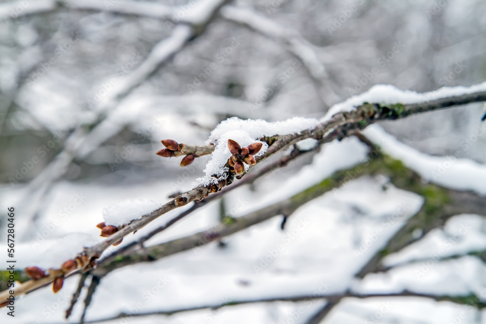 The branch of the tree is covered with snow. A tree branch in winter.