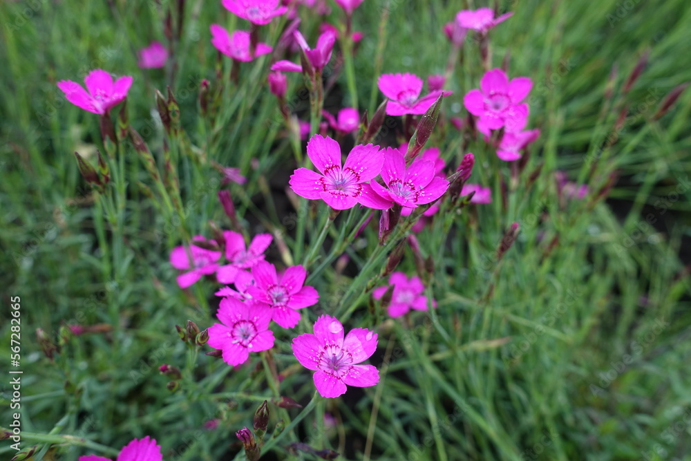 Closeup of magenta colored flowers of Dianthus deltoides in May