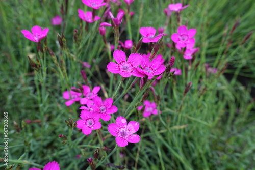 Closeup of magenta colored flowers of Dianthus deltoides in May